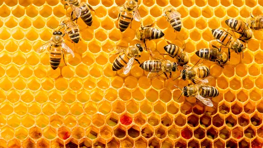 Closeup of bees on honeycomb in apiary