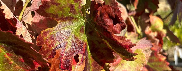 Pierce's disease symptoms on red grapes